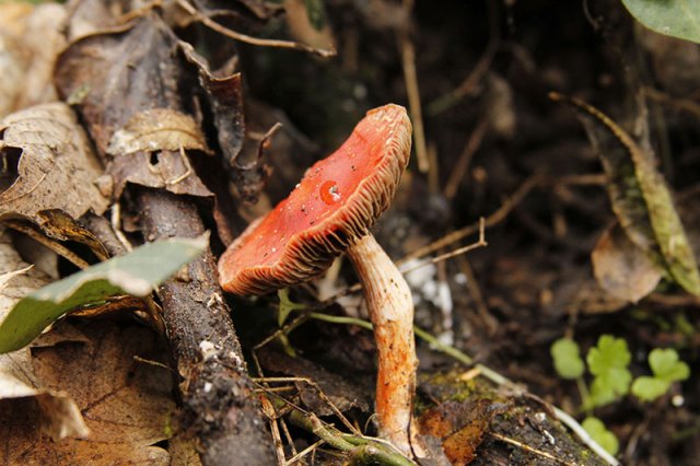 Stropharia aurantiaca